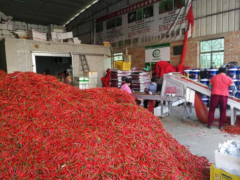 小米椒，电商椒，市场椒，欢迎咨询