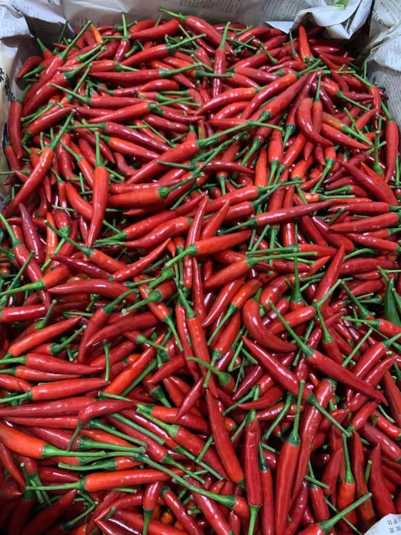 小米椒，电商椒，市场椒，欢迎咨询