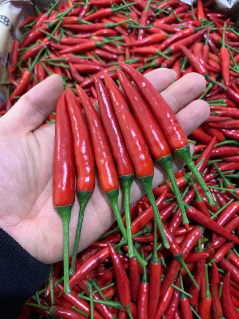小米椒，电商椒，市场椒，欢迎咨询