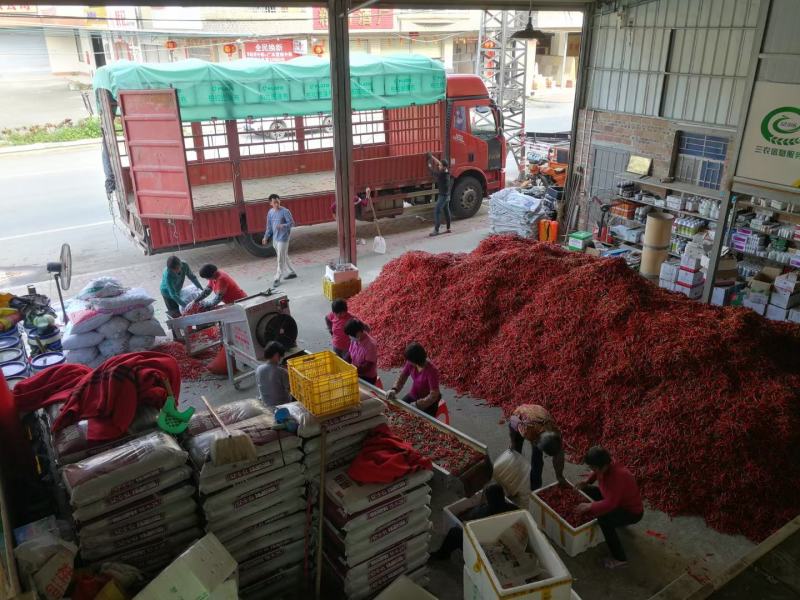小米椒，电商椒，市场椒，欢迎咨询