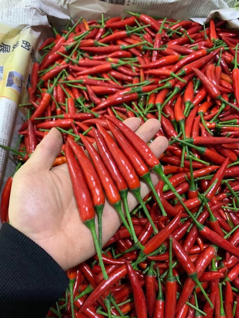 小米椒，电商椒，市场椒，欢迎咨询