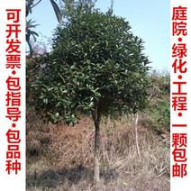7-15公分桂花树带土球基地直发四季常青开花浓香型