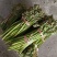 蕨菜提前预定