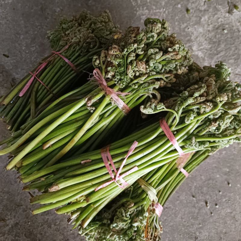 蕨菜提前预定