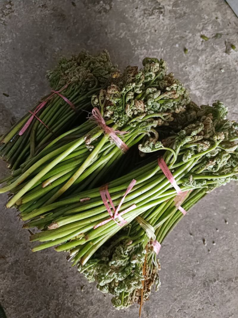 蕨菜提前预定