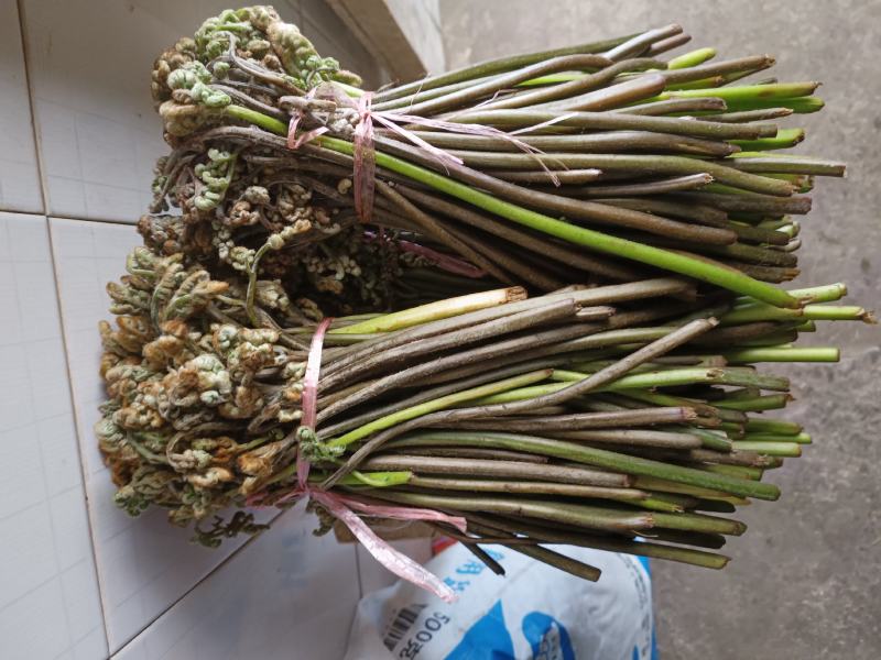 蕨菜提前预定