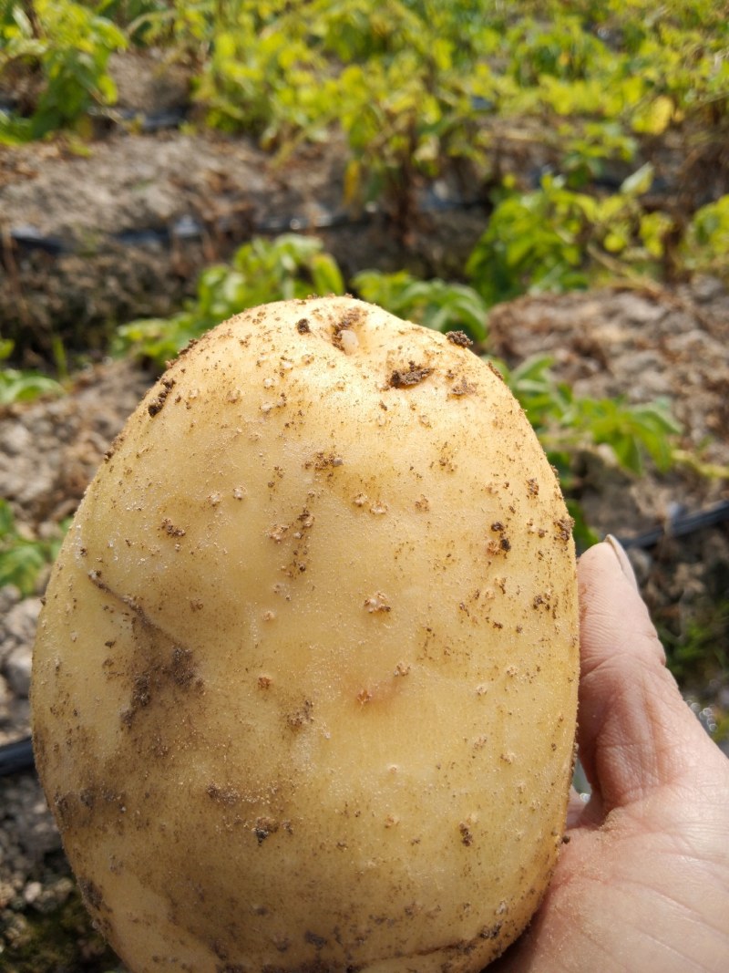 土豆
