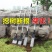 洛阳铲小型铁锹农用挖树铲子植树起苗器挖洞移树挖土园林工具