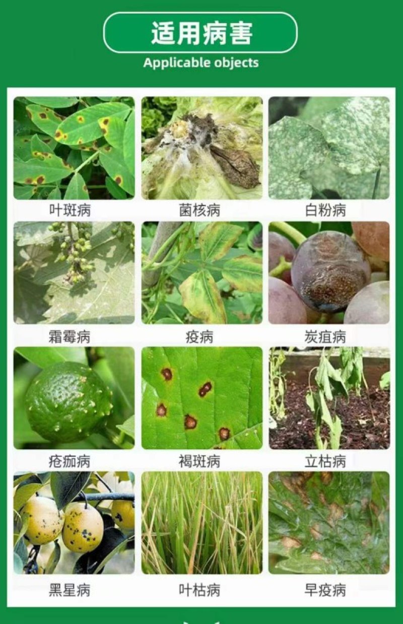 36%甲基硫菌灵，治疗：叶斑病，炭疽病，黑星病，疫病等