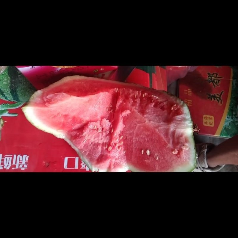 甘肃美都麒麟瓜大量上市欢迎前来采购(代发)