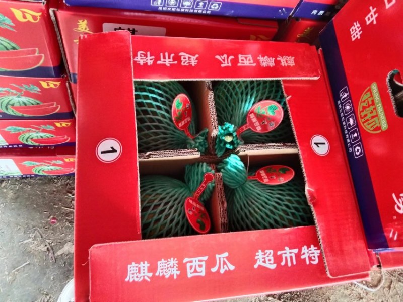 甘肃美都麒麟瓜大量上市欢迎前来采购(代发)