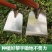 锄头锄草锄头农用工具除草锄头挖地挖土加长加厚木柄全钢农具