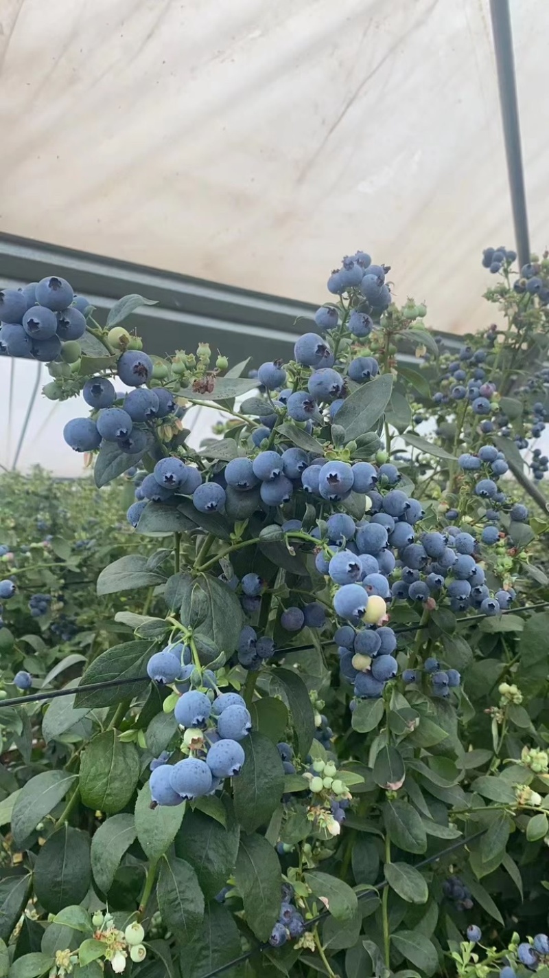 云南蓝莓！高原鲜果蓝莓基地！对接社团！一件代发！整车发货