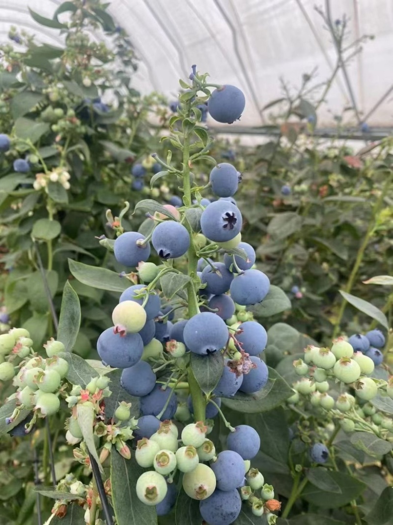 云南蓝莓！高原鲜果蓝莓基地！对接社团！一件代发！整车发货