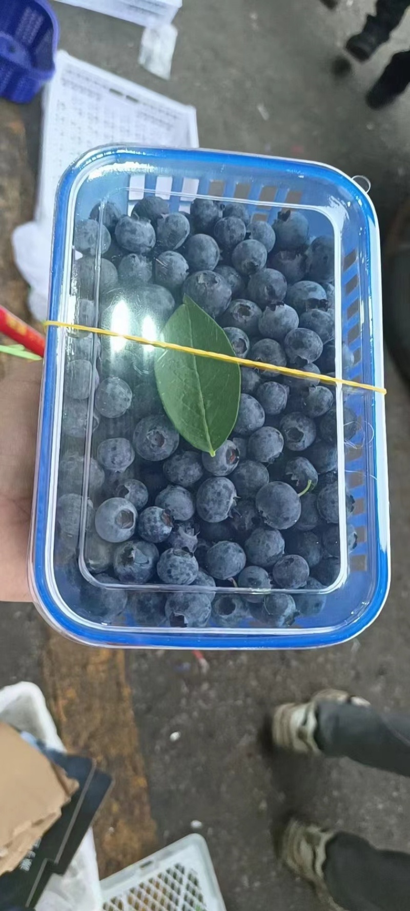 云南蓝莓！高原鲜果蓝莓基地！对接社团！一件代发！整车发货