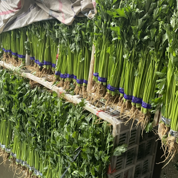 精品香芹山芹加工清洗山芹质量保证大量有货