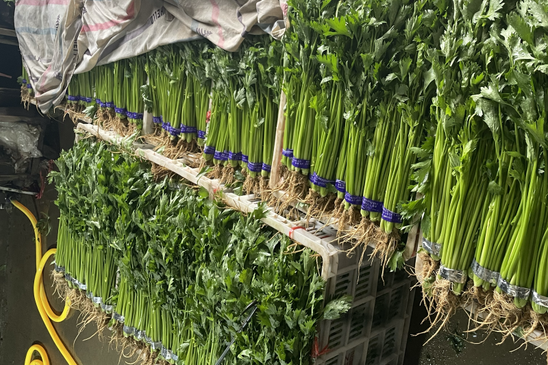 精品香芹山芹加工清洗山芹质量保证大量有货