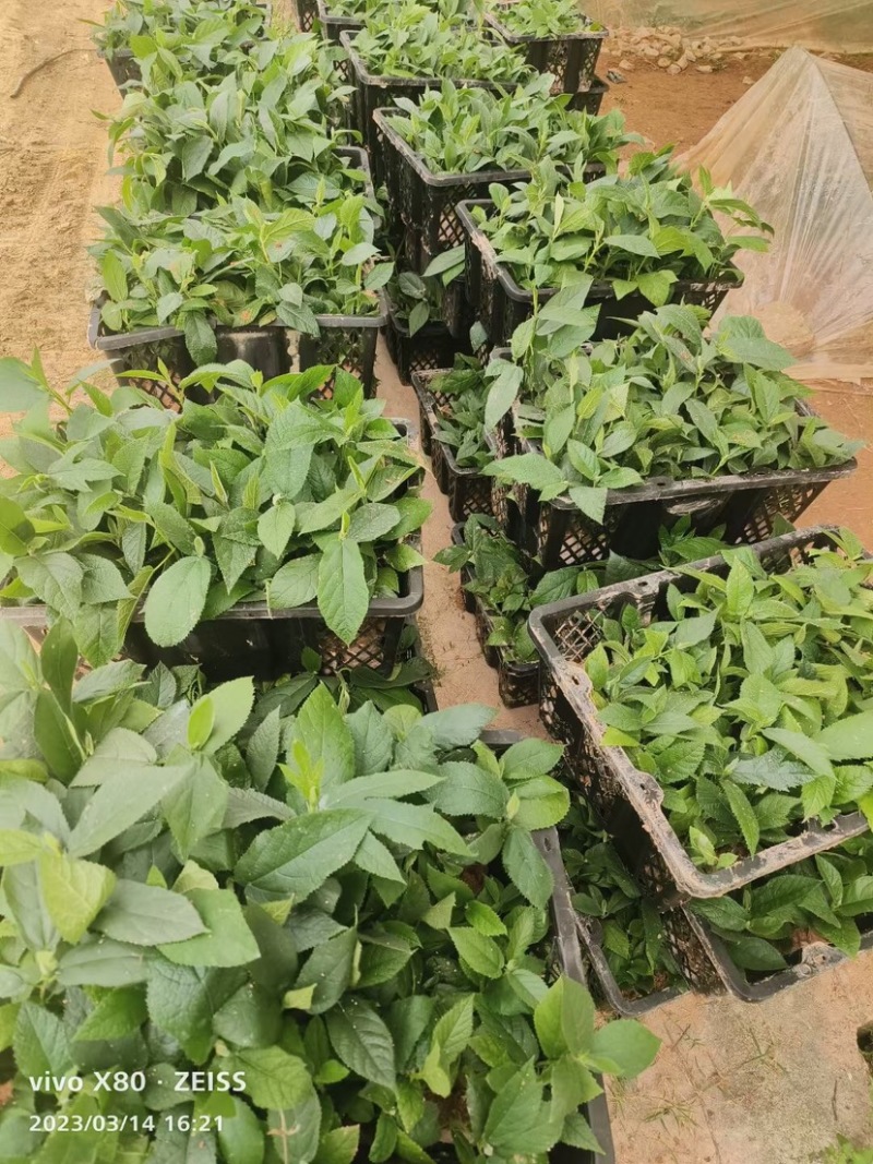 五指毛桃苗，一手货源，产地直供，欢迎进店选购