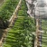 精品香芹山芹加工清洗山芹质量保证大量有货