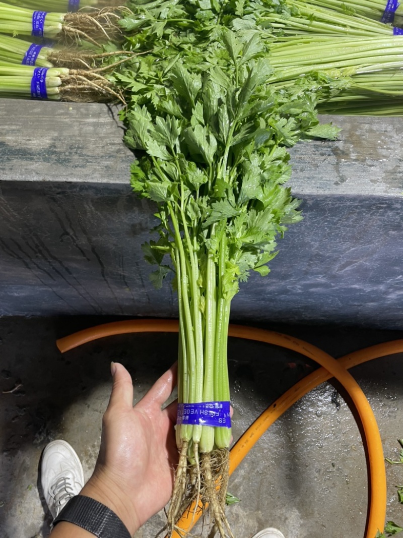 精品香芹山芹加工清洗山芹质量保证大量有货