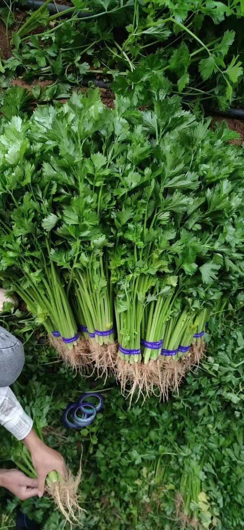 精品香芹山芹加工清洗山芹质量保证大量有货