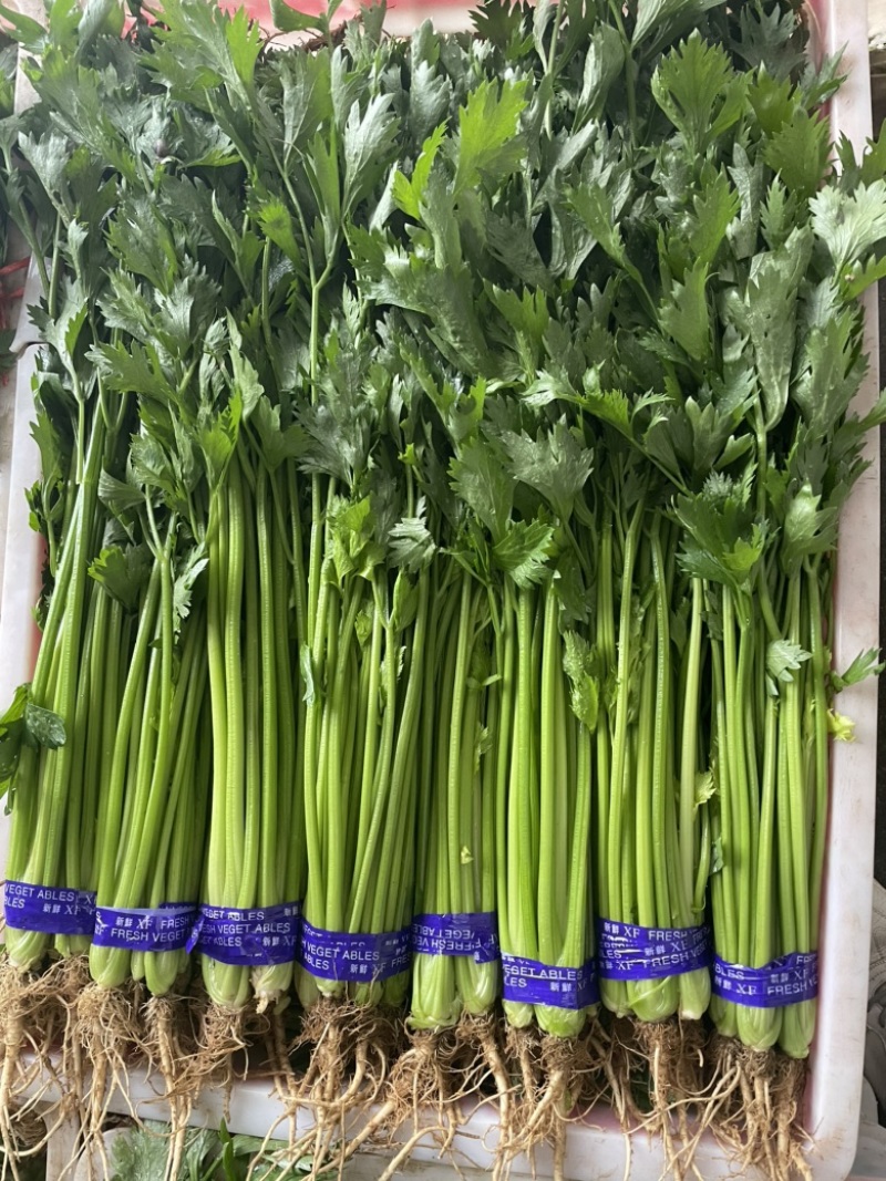 精品香芹山芹加工清洗山芹质量保证大量有货