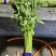 精品香芹山芹加工清洗山芹质量保证大量有货