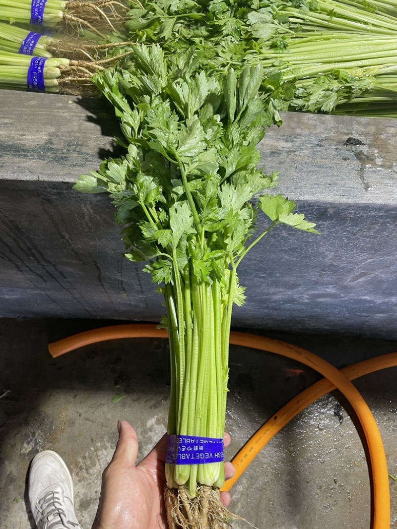 精品香芹山芹加工清洗山芹质量保证大量有货