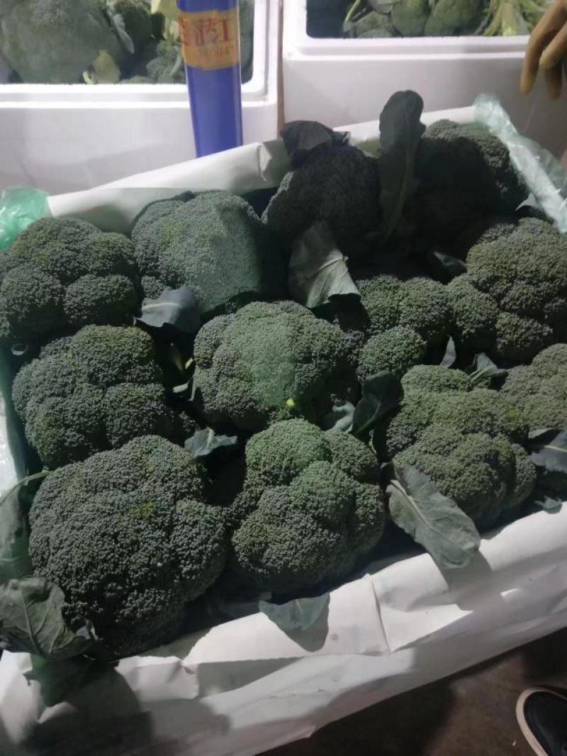 精品西蓝花，一手货源，量大从优，价格美丽