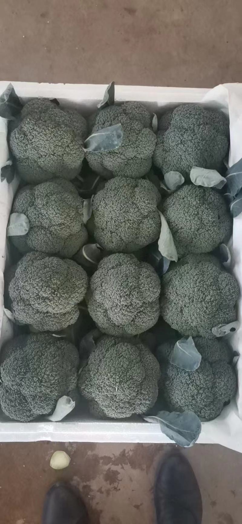 精品西蓝花，一手货源，量大从优，价格美丽