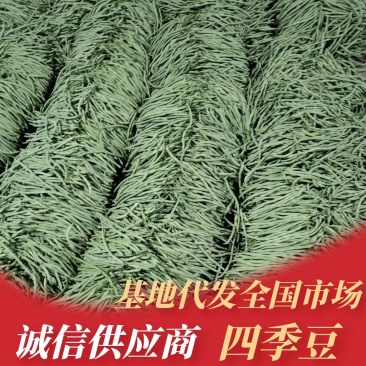 四季豆,豆王,夹豆产地直发量大,各种包装齐全