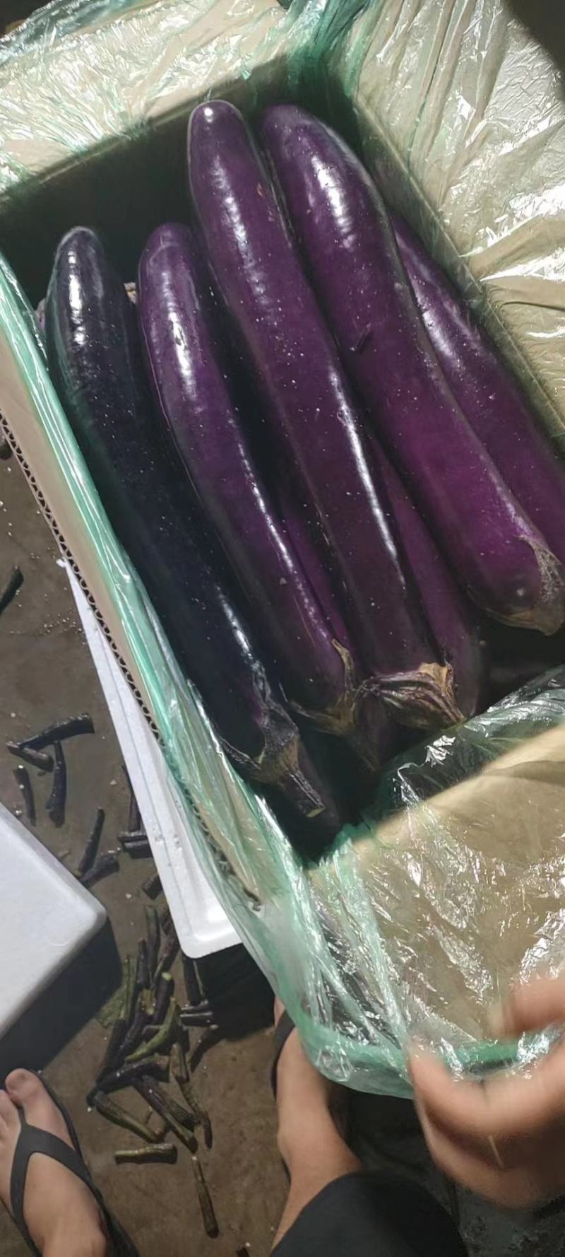 精品长茄子，产地直发，量大从优，一手货源