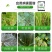 江苏蓝丰大富生50%多菌灵赤霉病菌核病叶斑病倒秧病农药杀