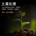 江苏蓝丰大富生50%多菌灵赤霉病菌核病叶斑病倒秧病农药杀