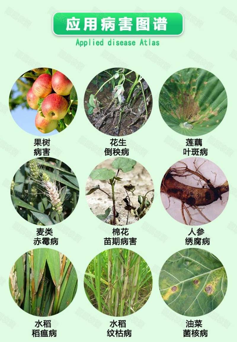 江苏蓝丰大富生50%多菌灵赤霉病菌核病叶斑病倒秧病农药杀