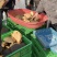 【现抓现发】河南母甲鱼，包存活发货可对接各大市场，商超酒店