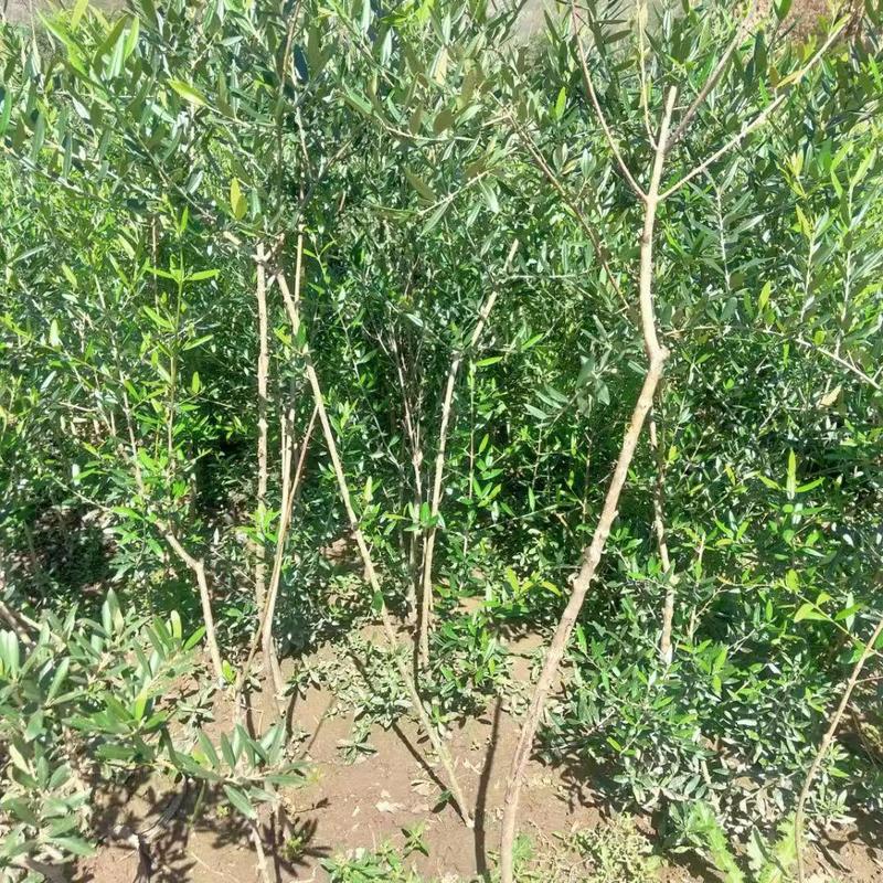 【热销】油橄榄树苗质量保证价格实惠欢迎采购咨询