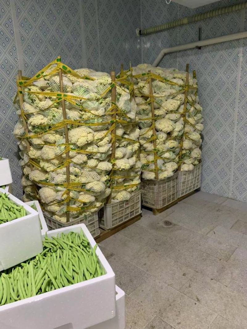 精品菜花漳浦菜花一手货源规格齐全商超供应量大从优