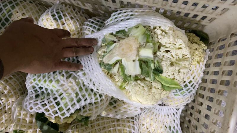 精品菜花漳浦菜花一手货源规格齐全商超供应量大从优