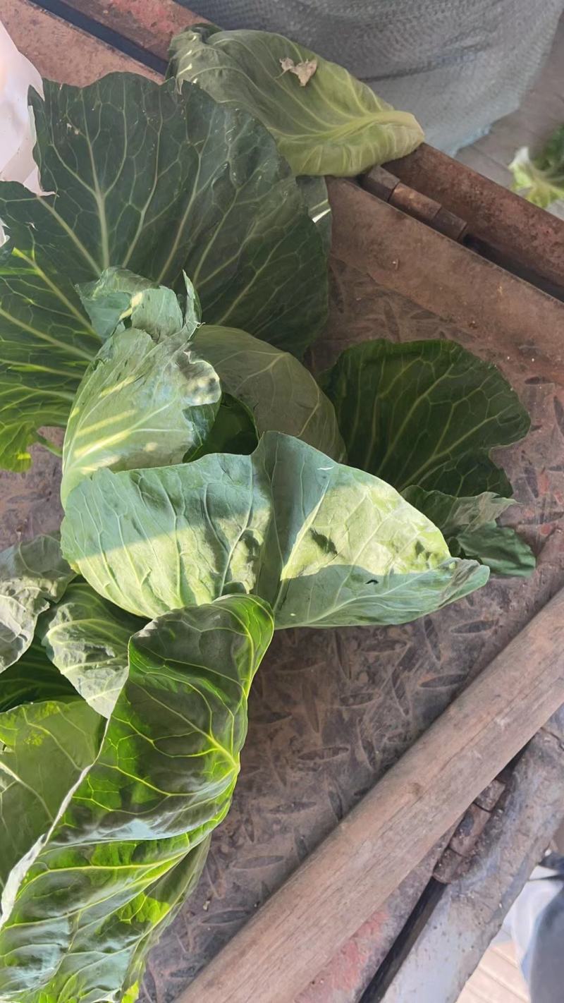 精品福建漳州包菜，圆包菜，边贸菜现摘现卖一手货源充足