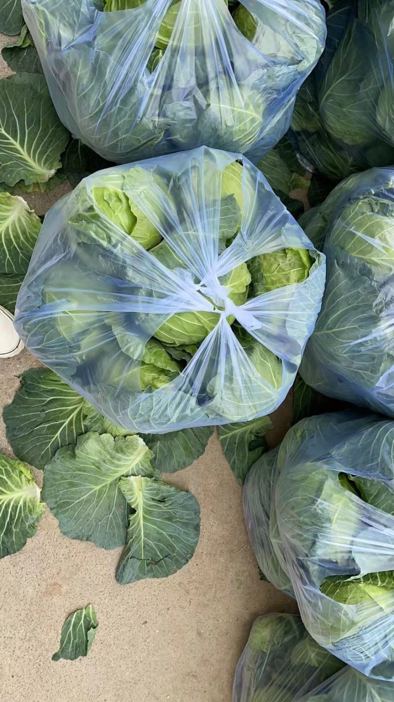 精品福建漳州包菜，圆包菜，边贸菜现摘现卖一手货源充足