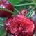 樱桃美早，红灯樱桃新鲜上市，大量供应，产地直销