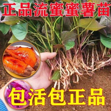 济薯26西瓜红剪苗欢迎老板前来选购量大从优