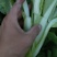 白菜苔