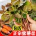 鑫城农场现推出冷棚脱毒地瓜苗量大欢迎选购拔苗剪苗都可以