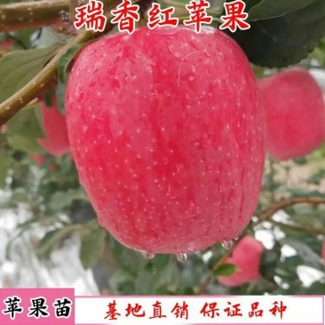 新品种瑞香红苹果嫁接苹果树苗苹果苗南北方种植特大当年结果