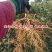 新品种瑞香红苹果嫁接苹果树苗苹果苗南北方种植特大当年结果