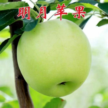 嫁接明月苹果树苗晚熟脆甜名月青苹果苗南北方种植果树苗盆栽
