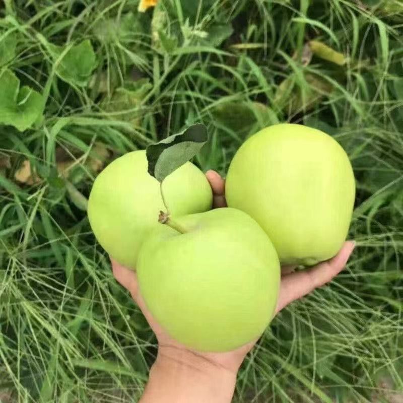 嫁接明月苹果树苗晚熟脆甜名月青苹果苗南北方种植果树苗盆栽