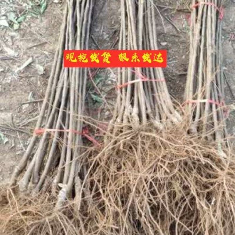 嫁接明月苹果树苗晚熟脆甜名月青苹果苗南北方种植果树苗盆栽
